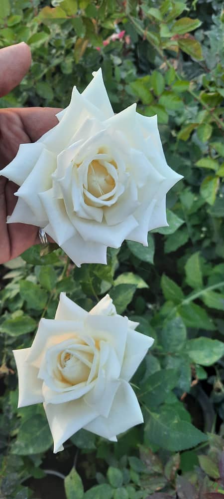 گیاهان دائمی وبوته ای