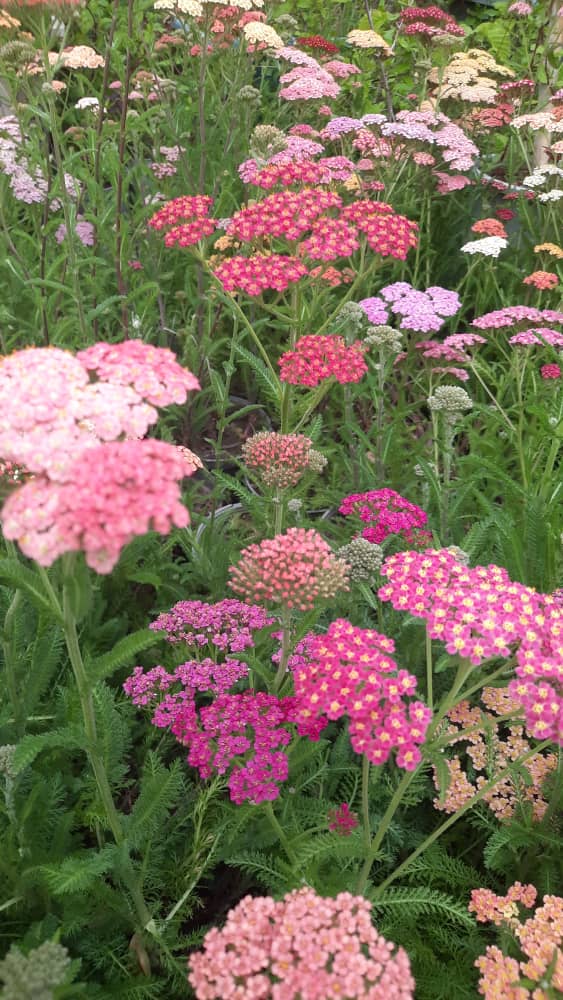 گیاهان پوششی