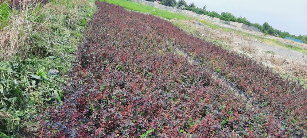 گیاهان پرچینی