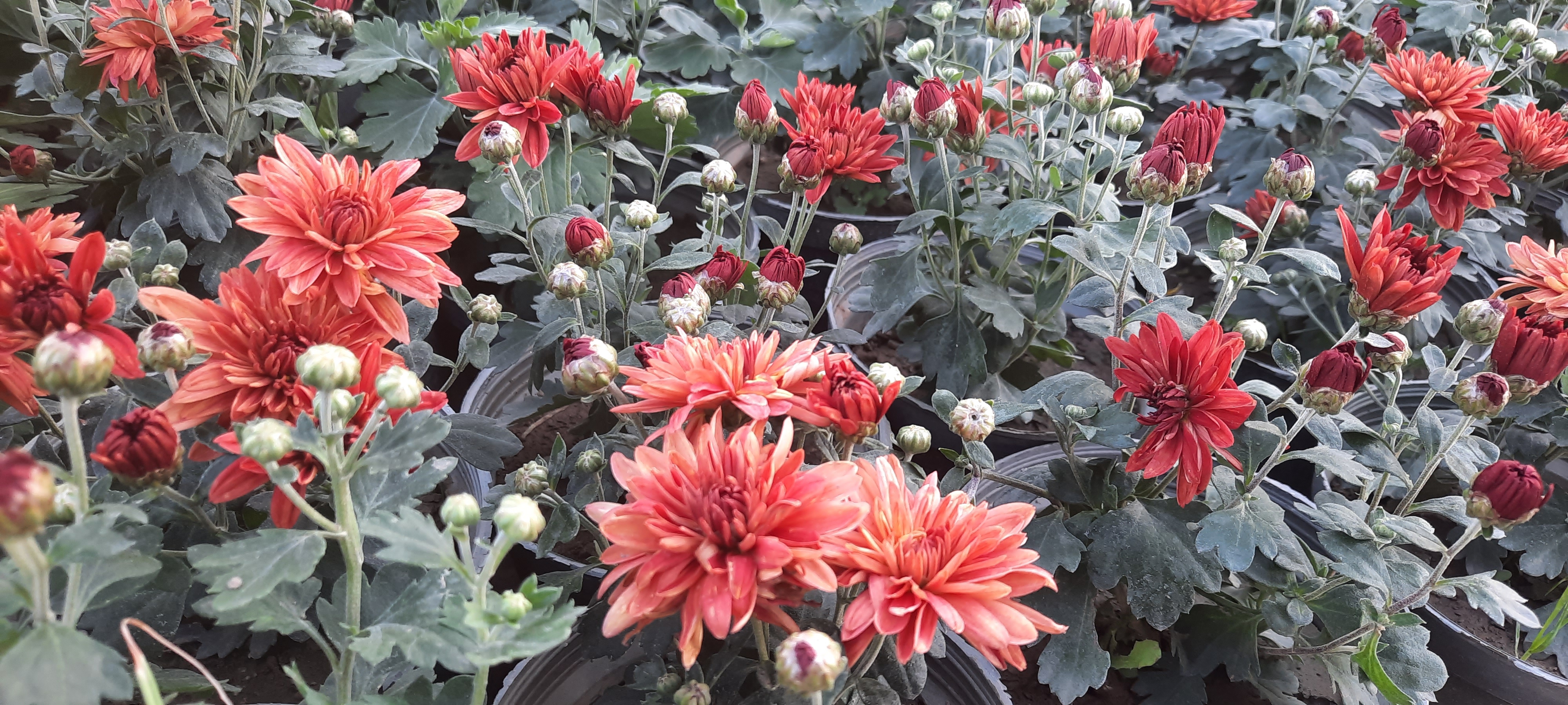 گلهای فصلی پائیزه