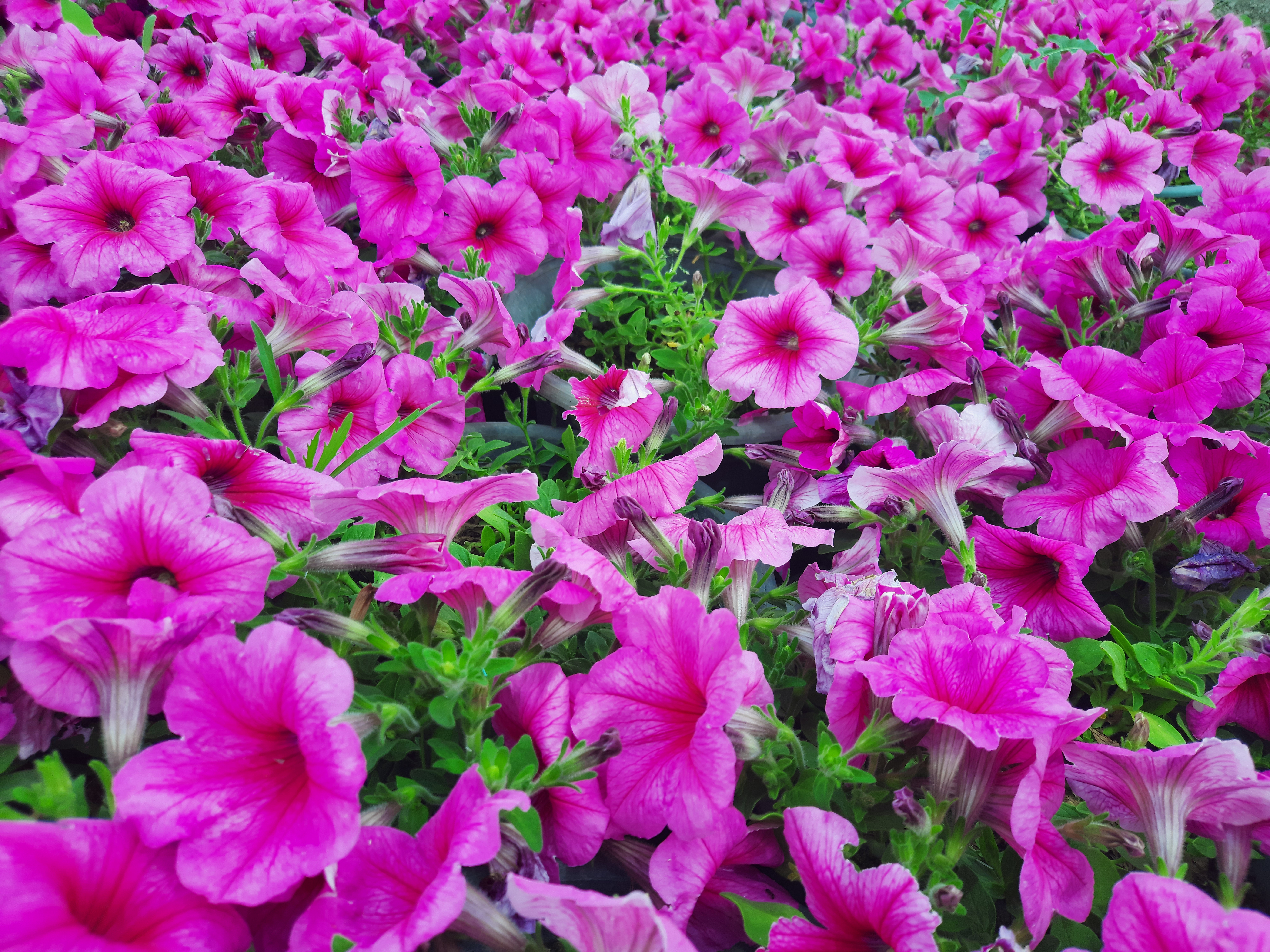 گلهای فصلی بهاروتابستان