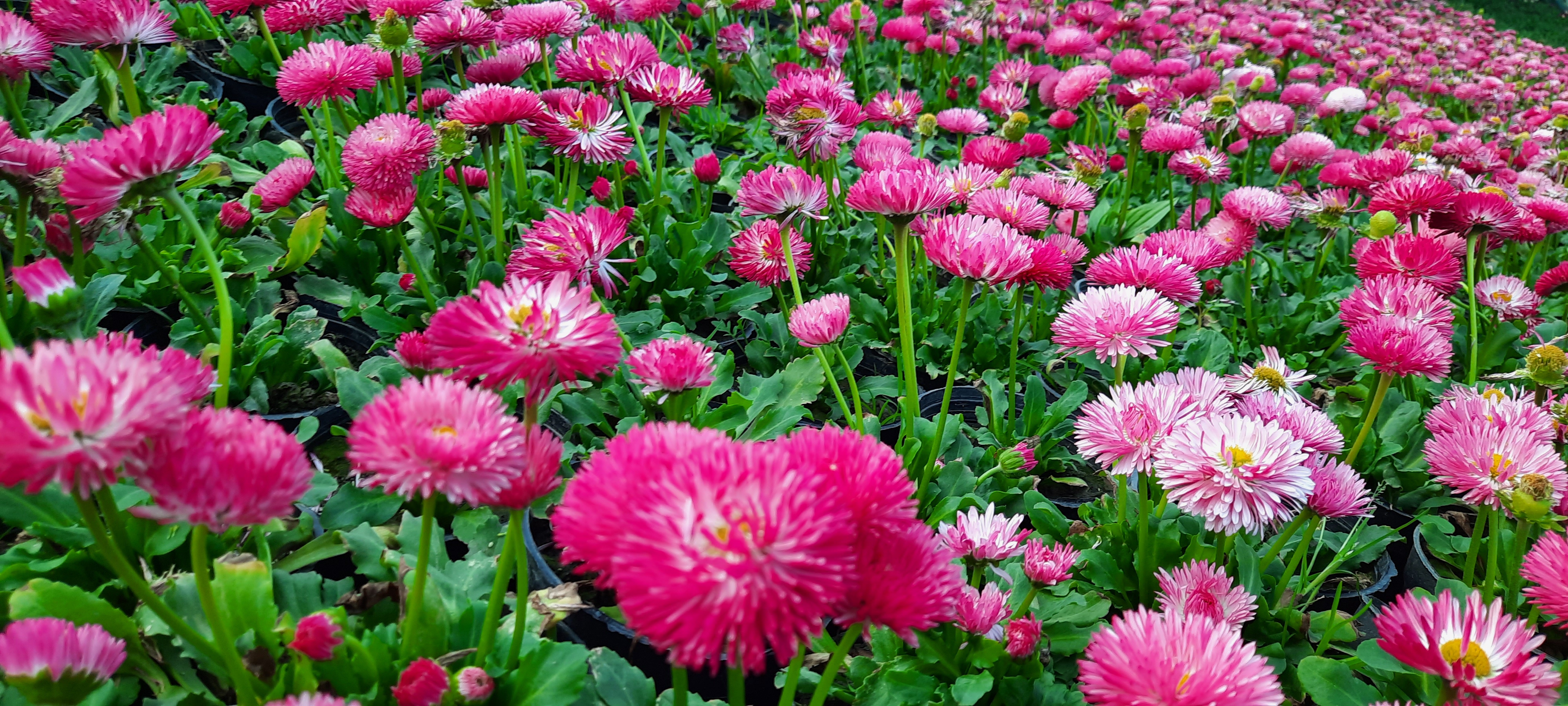 گلهای فصلی استقبال از بهار